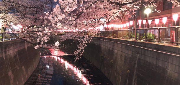 大石撮影 河畔の夜桜